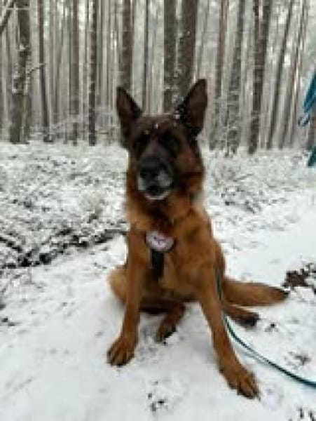 Mila sucht ihre Menschen 💕🐾💕