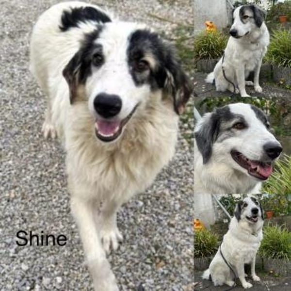 Wunderbare Shine sucht ihre Familie