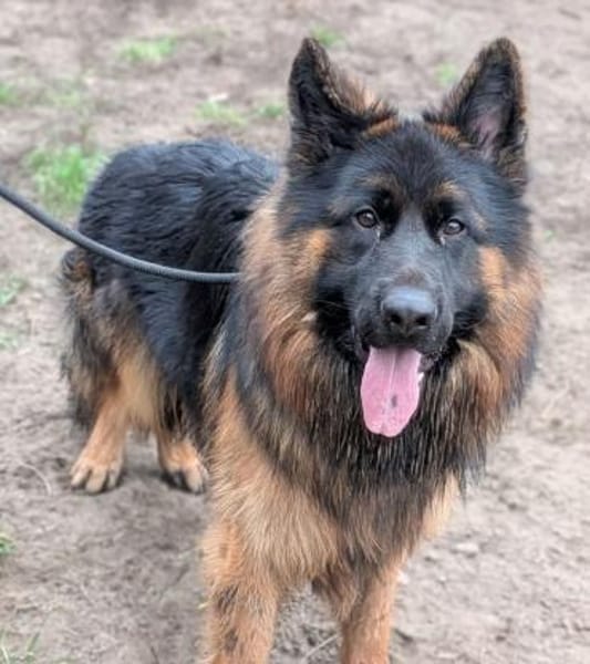 Herr Schröder sucht ein Zuhause