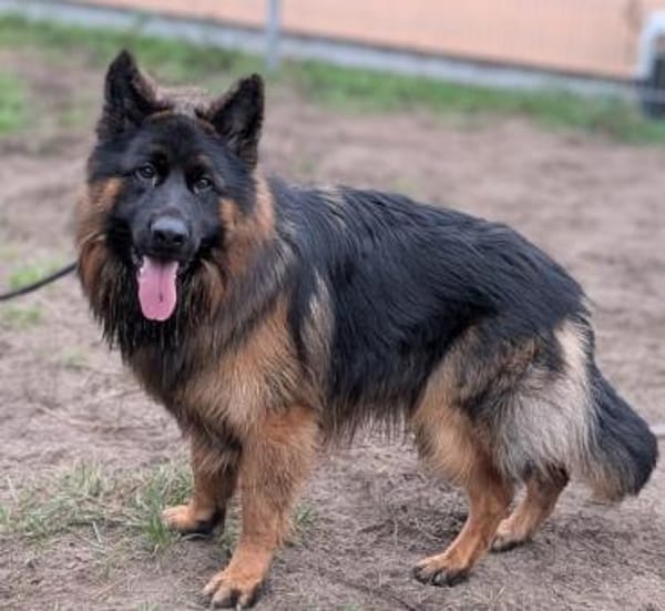 Herr Schröder sucht ein Zuhause