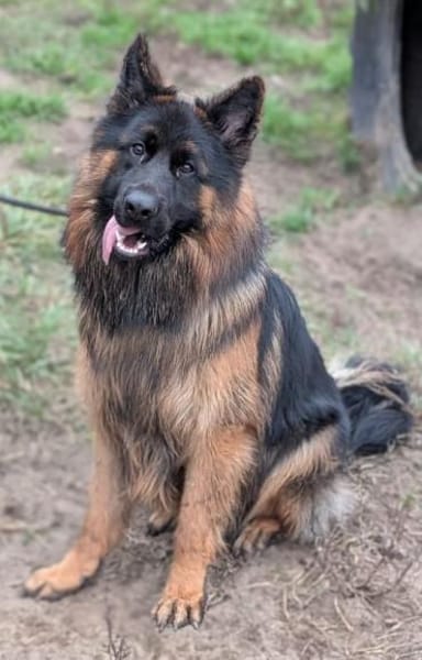 Herr Schröder sucht ein Zuhause