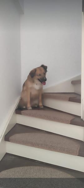 Wilma❤& Pepples suchen eine Endstelle