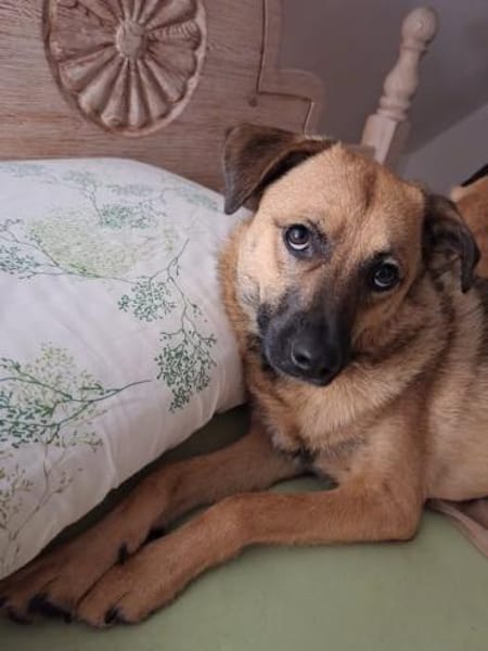 Hannes - perfekter Junghund