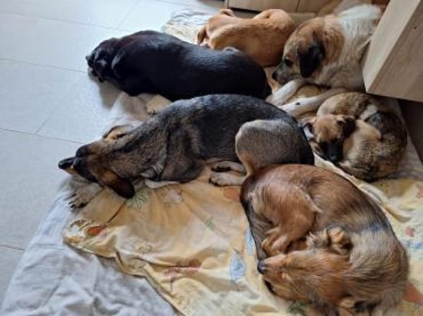 Hannes - perfekter Junghund