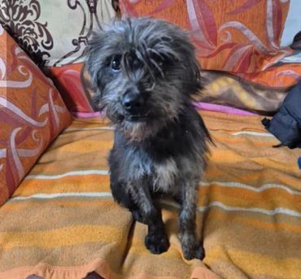 kleiner Engel auf 4 Pfoten - TINCHEN