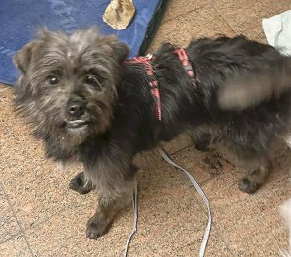 kleiner Engel auf 4 Pfoten - TINCHEN