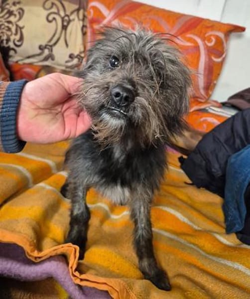 kleiner Engel auf 4 Pfoten - TINCHEN