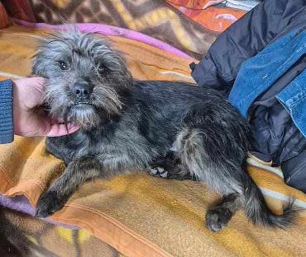 kleiner Engel auf 4 Pfoten - TINCHEN