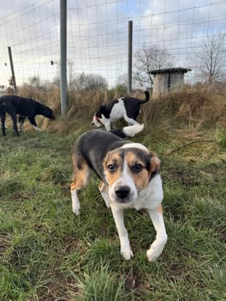 Halla - unkomplizierte fröhliche Hündin