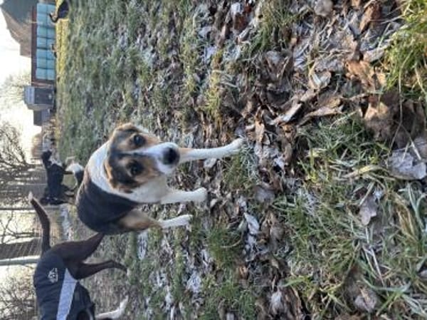 Halla - unkomplizierte fröhliche Hündin