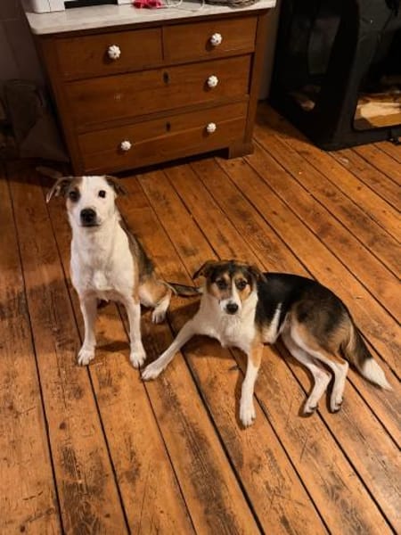 Halla - unkomplizierte fröhliche Hündin