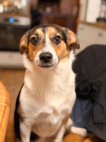 Halla - unkomplizierte fröhliche Hündin