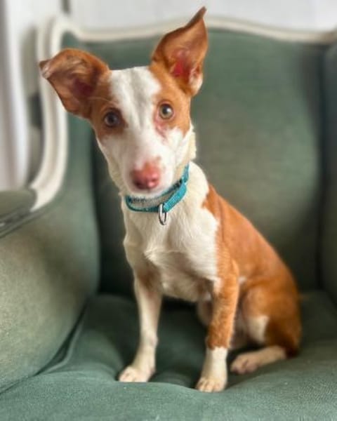 Podenga Tilia wartet in Sindelfingen