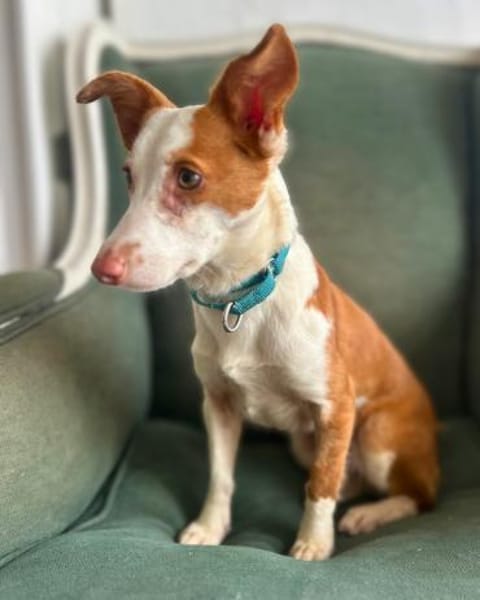 Podenga Tilia wartet in Sindelfingen