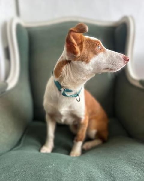 Podenga Tilia wartet in Sindelfingen