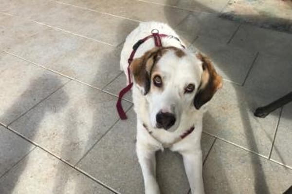 Frank -  auf PS in 53947 Nettersheim