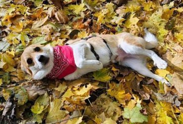 lieber Noki auf PS in 14513