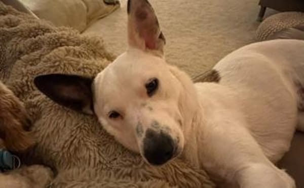 Zuhause gesucht für Trick