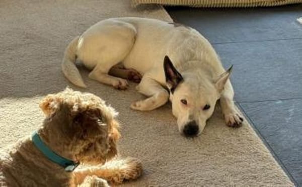 Zuhause gesucht für Trick