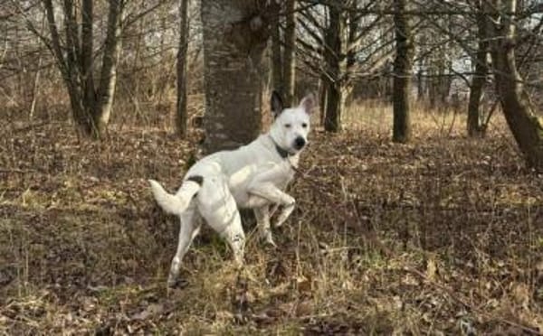 Zuhause gesucht für Trick