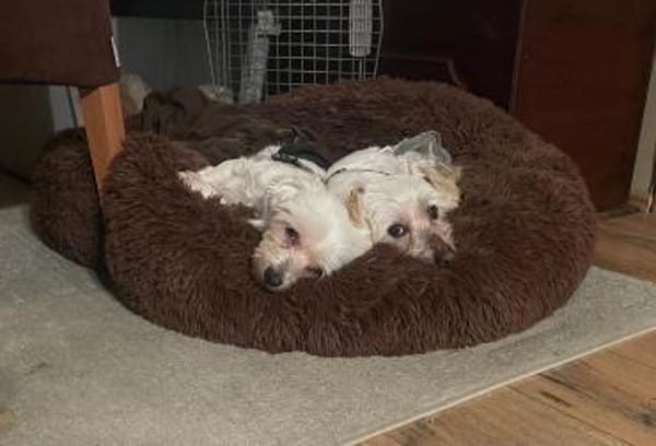 2 kleine Malteser Mixe suchen ein Zuhaus