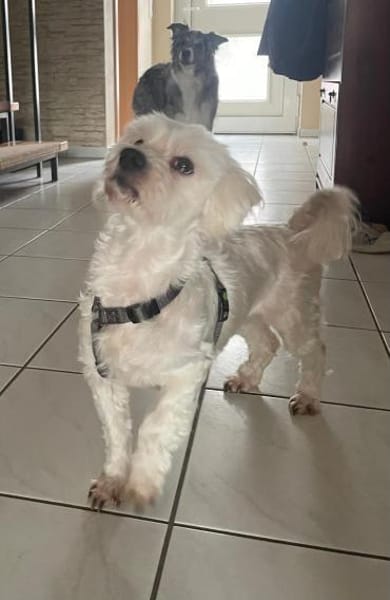 2 kleine Malteser Mixe suchen ein Zuhaus