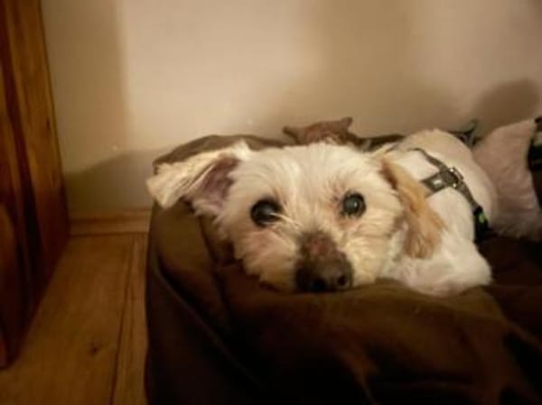 2 kleine Malteser Mixe suchen ein Zuhaus