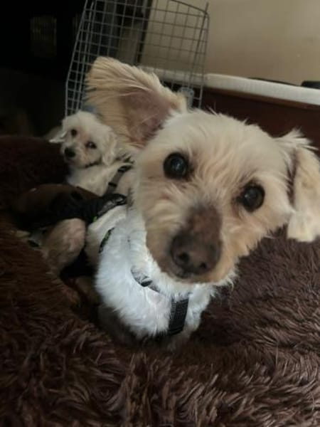 2 kleine Malteser Mixe suchen ein Zuhaus