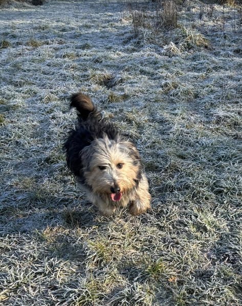 Brösel sucht seine Familie