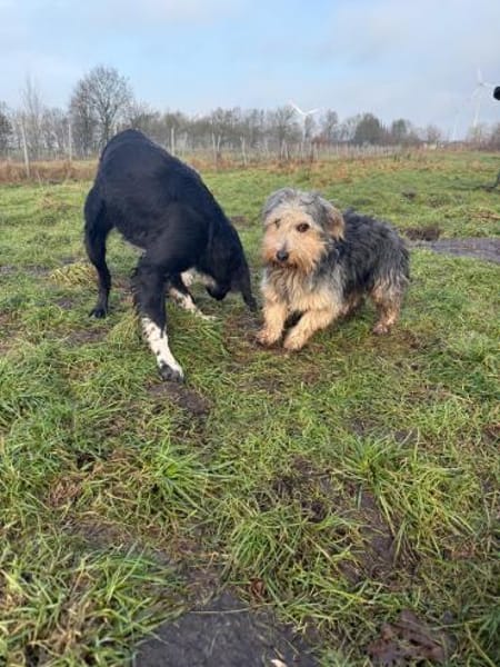 Brösel sucht seine Familie