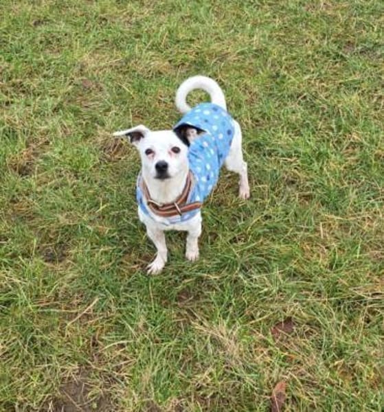 Tina ❤ lustige Jack Russel Hündin