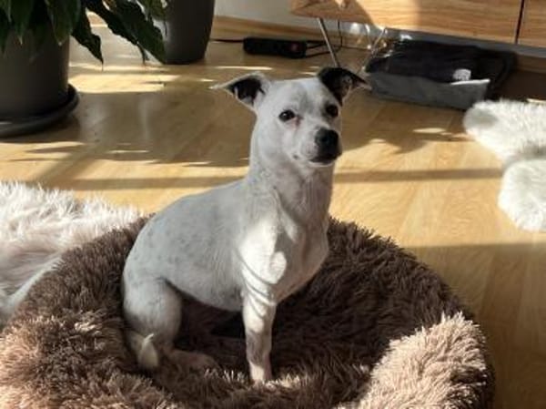 Tina ❤ lustige Jack Russel Hündin