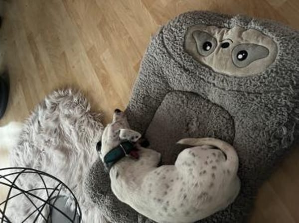 Tina ❤ lustige Jack Russel Hündin