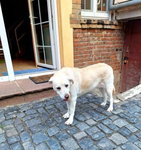 ZUHAUSE GESUCHT FÜR LAYLA