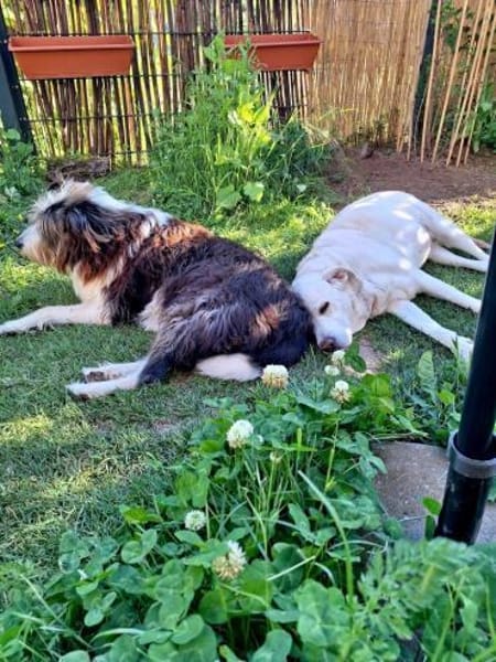 ZUHAUSE GESUCHT FÜR LAYLA