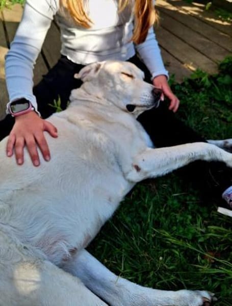 ZUHAUSE GESUCHT FÜR LAYLA