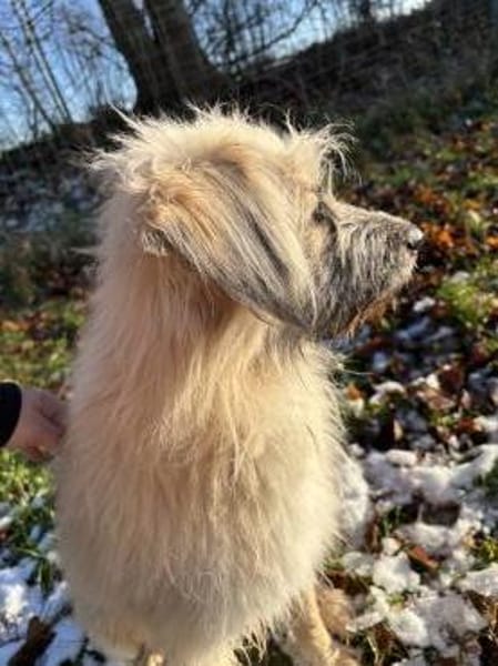 Sammy - Wuschel sucht geduldige Menschen