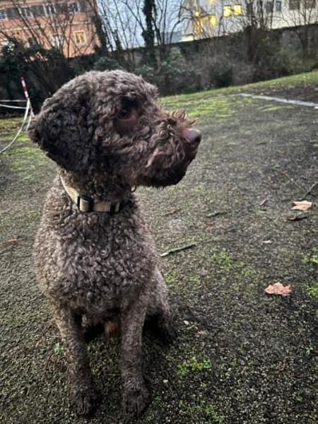 Suche zzt. ein Zuhause - keine Trüffel