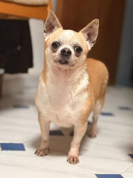 Daria eine ruhige und sanfte Seele