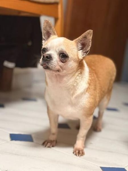 Daria eine ruhige und sanfte Seele