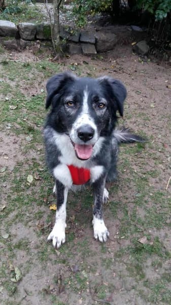 Anima, Schönheit sucht Körbchen