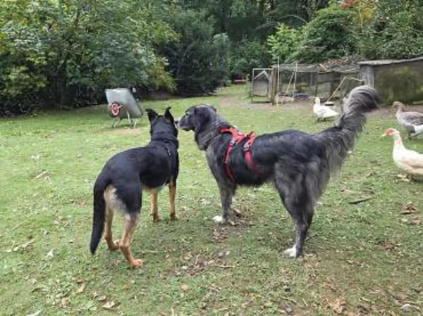 Anima, Schönheit sucht Körbchen