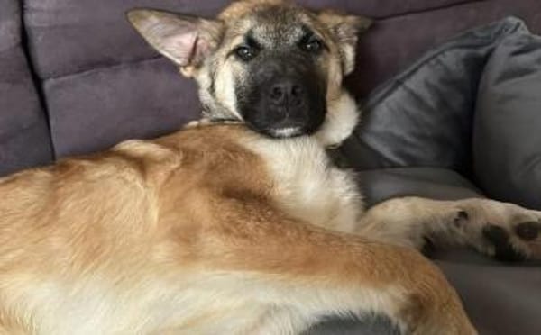 Aragon sucht ein aktives Zuhause