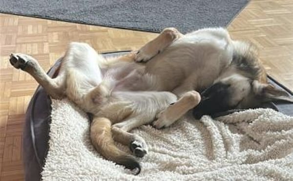 Aragon sucht ein aktives Zuhause