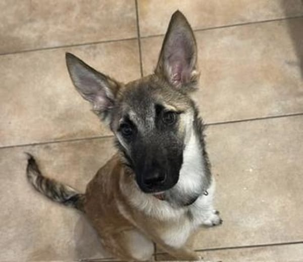 Aragon sucht ein aktives Zuhause