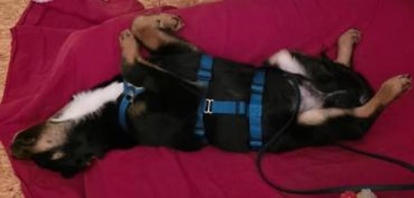 Welpenjunge Kenzo auf PS in 90475