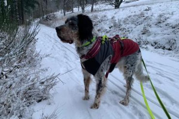 Brio - wartet in 53347 Alfter