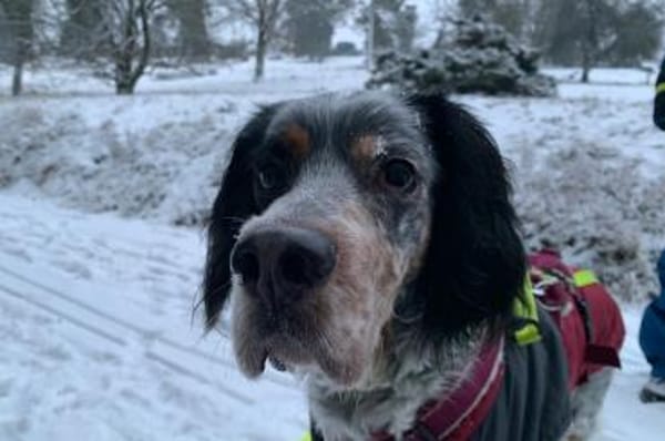 Brio - wartet in 53347 Alfter