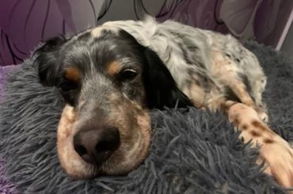 Brio - wartet in 53347 Alfter