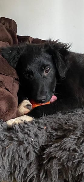 Jaronsucht sein für-immer-Zuhause